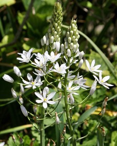 Ornithogalum Sochii (2)